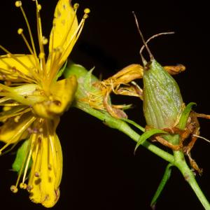 Photographie n°2442879 du taxon Hypericum perforatum L. [1753]