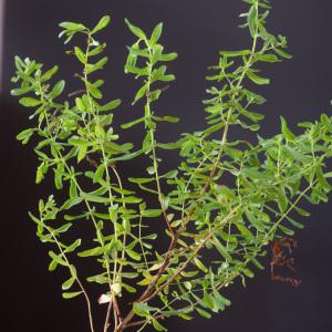 Photographie n°2442880 du taxon Hypericum perforatum L. [1753]