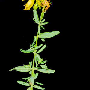 Photographie n°2442881 du taxon Hypericum perforatum L. [1753]