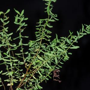 Photographie n°2442882 du taxon Hypericum perforatum L. [1753]