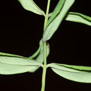 Photographie n°2442883 du taxon Hypericum perforatum L. [1753]
