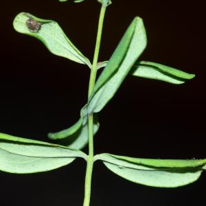Photographie n°2442884 du taxon Hypericum perforatum L. [1753]