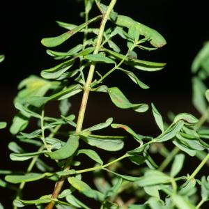 Photographie n°2442885 du taxon Hypericum perforatum L. [1753]