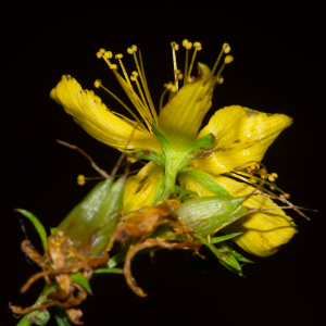 Photographie n°2442886 du taxon Hypericum perforatum L. [1753]