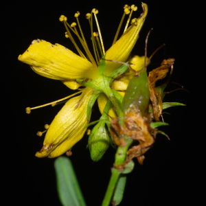 Photographie n°2442887 du taxon Hypericum perforatum L. [1753]