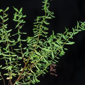 Photographie n°2442888 du taxon Hypericum perforatum L. [1753]