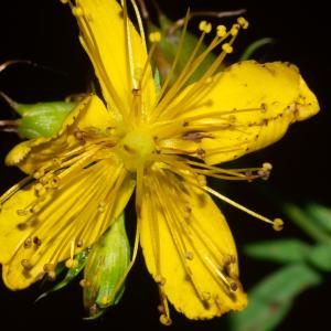 Photographie n°2442889 du taxon Hypericum perforatum L. [1753]