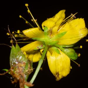Photographie n°2442890 du taxon Hypericum perforatum L. [1753]