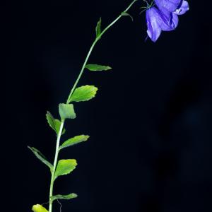 Photographie n°2442900 du taxon Campanula rhomboidalis L.