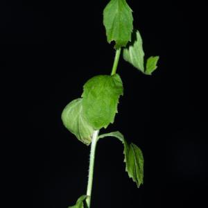 Photographie n°2442908 du taxon Campanula rhomboidalis L.