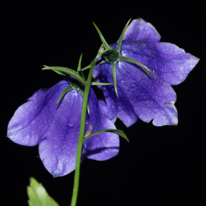 Photographie n°2442912 du taxon Campanula rhomboidalis L.