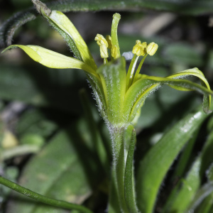 Photographie n°2442973 du taxon Gagea villosa (M.Bieb.) Sweet