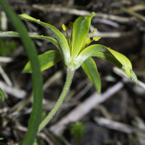 Photographie n°2442977 du taxon Gagea villosa (M.Bieb.) Sweet