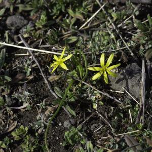 Photographie n°2442992 du taxon Gagea villosa (M.Bieb.) Sweet [1826]