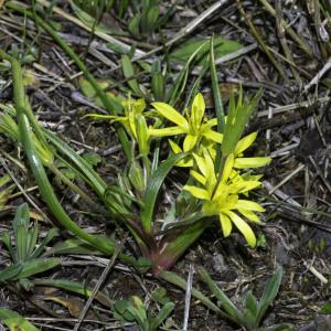 Photographie n°2442993 du taxon Gagea villosa (M.Bieb.) Sweet [1826]