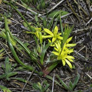 Photographie n°2442994 du taxon Gagea villosa (M.Bieb.) Sweet [1826]