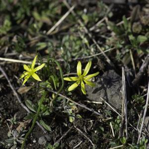 Photographie n°2443013 du taxon Gagea villosa (M.Bieb.) Sweet [1826]