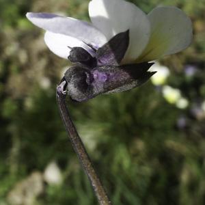 Photographie n°2443014 du taxon Viola arvensis var. contempta (Jord.) M.Espeut [2010]
