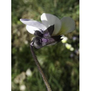 Viola arvensis var. contempta (Jord.) Espeut (Pensée)