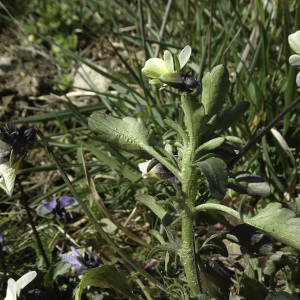 Photographie n°2443015 du taxon Viola arvensis var. contempta (Jord.) M.Espeut [2010]