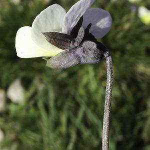 Photographie n°2443016 du taxon Viola arvensis var. contempta (Jord.) M.Espeut [2010]