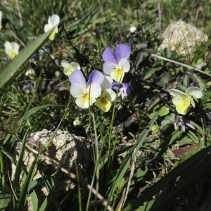  - Viola arvensis var. contempta (Jord.) Espeut [2010]
