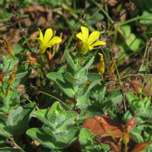 Photographie n°2443029 du taxon Hypericum elodes L.