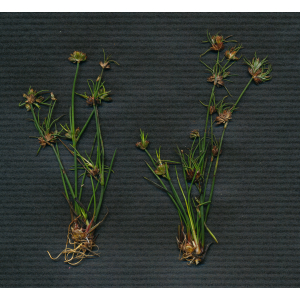 Juncus bulbosus L. subsp. bulbosus (Jonc bulbeux)