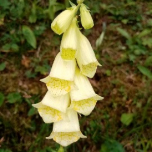 Photographie n°2443047 du taxon Digitalis grandiflora Mill.