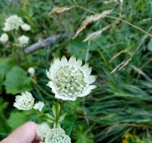 Photographie n°2443051 du taxon Astrantia major L.