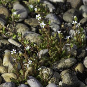 Photographie n°2443075 du taxon Saxifraga tridactylites L.