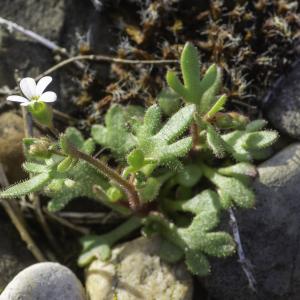 Photographie n°2443076 du taxon Saxifraga tridactylites L.