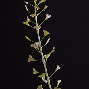 Photographie n°2443082 du taxon Capsella bursa-pastoris subsp. rubella (Reut.) Hobk.