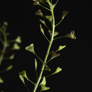 Photographie n°2443084 du taxon Capsella bursa-pastoris subsp. rubella (Reut.) Hobk.