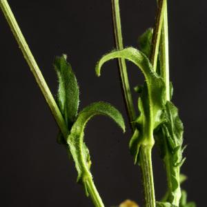 Photographie n°2443085 du taxon Capsella bursa-pastoris subsp. rubella (Reut.) Hobk.