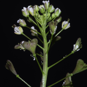 Photographie n°2443087 du taxon Capsella bursa-pastoris subsp. rubella (Reut.) Hobk.