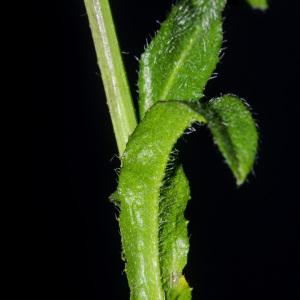 Photographie n°2443090 du taxon Capsella bursa-pastoris subsp. rubella (Reut.) Hobk.