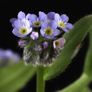 Photographie n°2443133 du taxon Myosotis arvensis (L.) Hill [1764]
