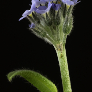 Photographie n°2443134 du taxon Myosotis arvensis (L.) Hill [1764]