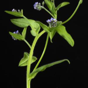 Photographie n°2443135 du taxon Myosotis arvensis (L.) Hill [1764]