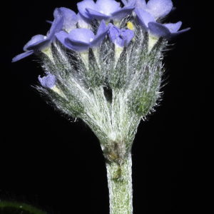 Photographie n°2443136 du taxon Myosotis arvensis (L.) Hill [1764]