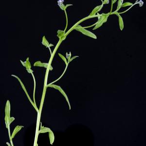 Photographie n°2443137 du taxon Myosotis arvensis (L.) Hill [1764]