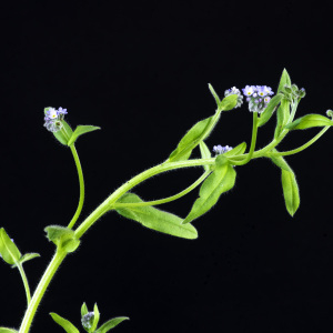 Photographie n°2443139 du taxon Myosotis arvensis (L.) Hill [1764]