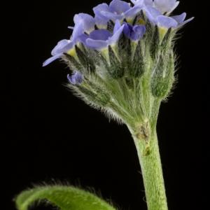Photographie n°2443140 du taxon Myosotis arvensis (L.) Hill [1764]