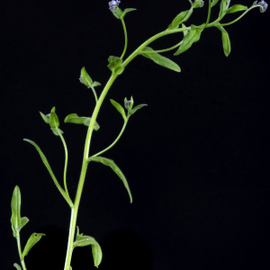 Photographie n°2443141 du taxon Myosotis arvensis (L.) Hill [1764]