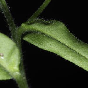 Photographie n°2443142 du taxon Myosotis arvensis (L.) Hill [1764]