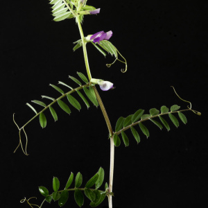 Photographie n°2443157 du taxon Vicia sepium L. [1753]