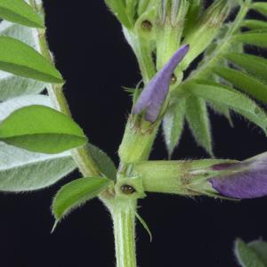 Photographie n°2443158 du taxon Vicia sepium L. [1753]