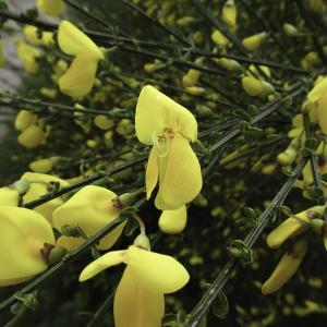 Photographie n°2443194 du taxon Cytisus scoparius (L.) Link