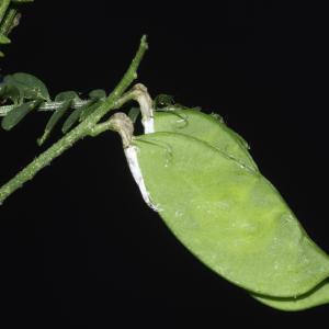 Photographie n°2443198 du taxon Vicia cracca L.